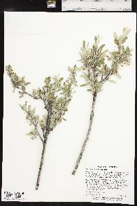 Cercocarpus montanus image