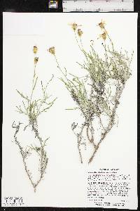 Senecio flaccidus var. flaccidus image