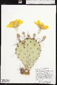 Opuntia phaeacantha image