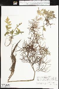 Ceratopteris thalictroides image