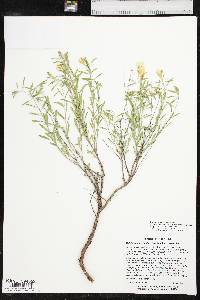 Oenothera berlandieri subsp. berlandieri image