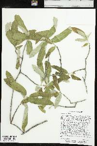 Quercus pauciloba image