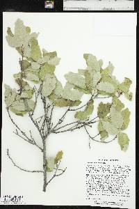 Quercus pauciloba image