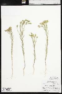 Linum rigidum image