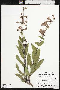 Penstemon triflorus var. triflorus image