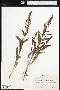 Brazoria pulcherrima image