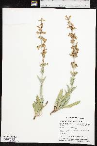 Penstemon fendleri image