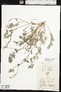 Corydalis micrantha subsp. australis image