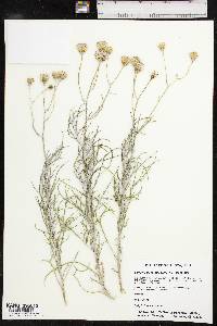 Senecio flaccidus var. flaccidus image