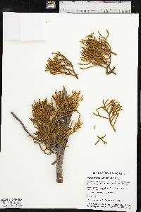 Phoradendron juniperinum image