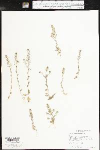 Draba brachycarpa image