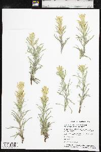 Castilleja citrina image