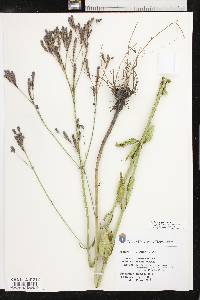 Verbena brasiliensis image