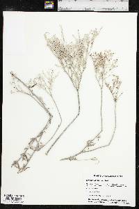 Eriogonum annuum image