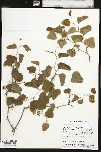 Smilax bona-nox image