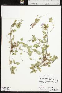 Erodium texanum image