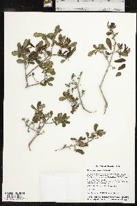 Diospyros texana image