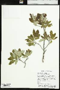 Quercus sinuata image