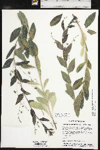 Argythamnia aphoroides image