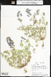 Lupinus texensis image