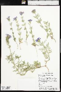 Glandularia bipinnatifida var. bipinnatifida image