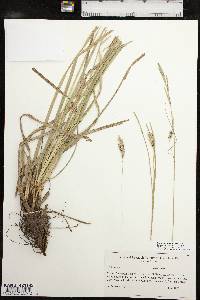 Carex cherokeensis image