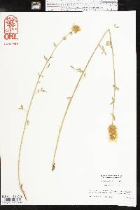 Dalea aurea image