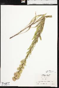 Liatris aspera image