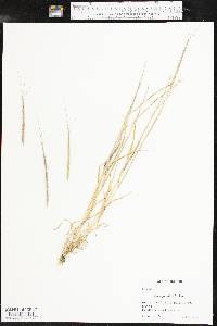 Aegilops cylindrica image