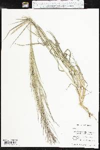 Leptochloa panicea image