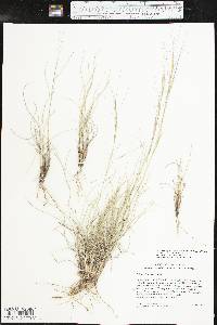 Aristida purpurea var. longiseta image