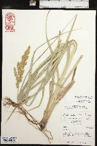 Carex crus-corvi image