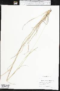 Coelorachis cylindrica image
