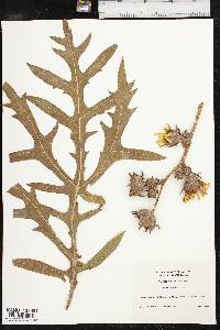 Silphium laciniatum image