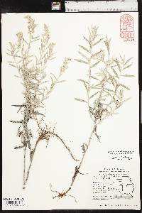 Artemisia ludoviciana var. ludoviciana image