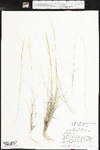 Aristida purpurea var. longiseta image