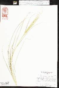 Eragrostis trichodes image