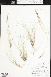 Aristida purpurea var. longiseta image