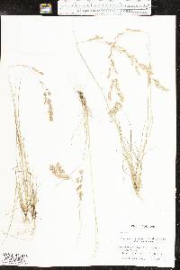 Eragrostis secundiflora image