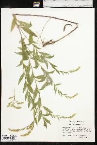 Solidago delicatula image