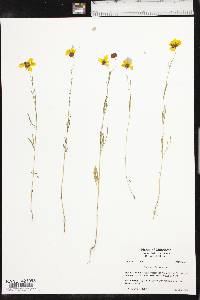 Coreopsis tinctoria image