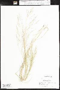 Eragrostis barrelieri image