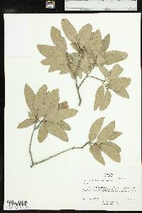 Quercus mohriana image