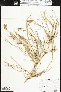 Arundinaria gigantea image