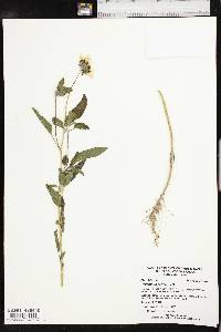 Helianthus petiolaris image