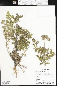 Phacelia congesta image