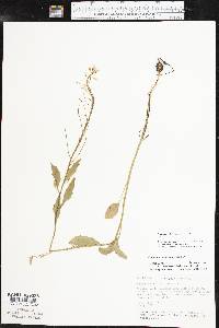 Cardamine bulbosa image