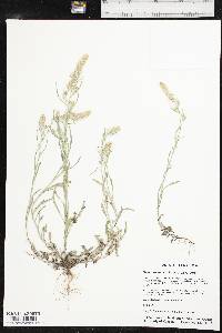 Gamochaeta antillana image