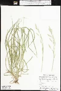 Bromus catharticus var. catharticus image