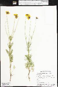 Thelesperma filifolium image